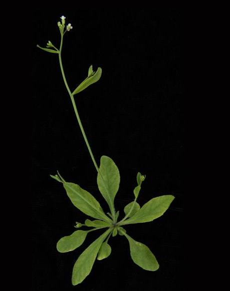 arabidopsis_0.jpg